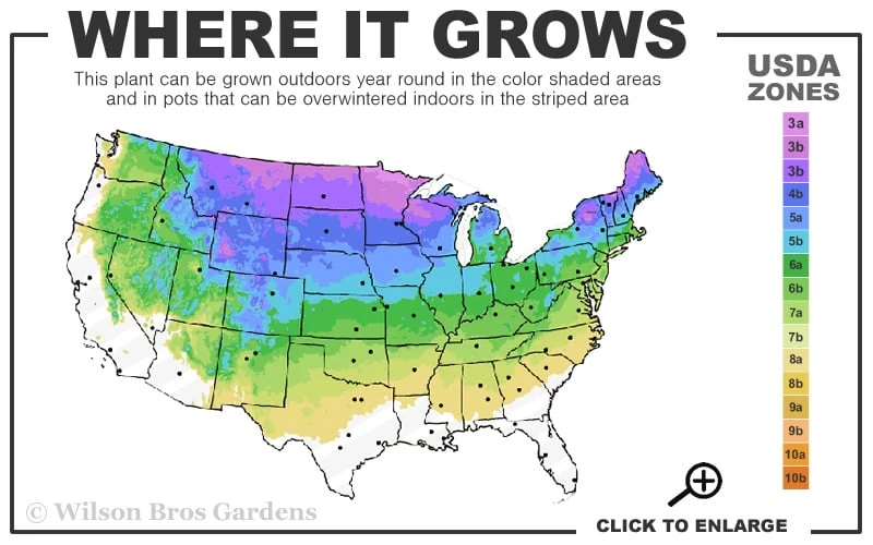 Dwarf Alberta Spruce - 5 Gallon Pot - Image 3