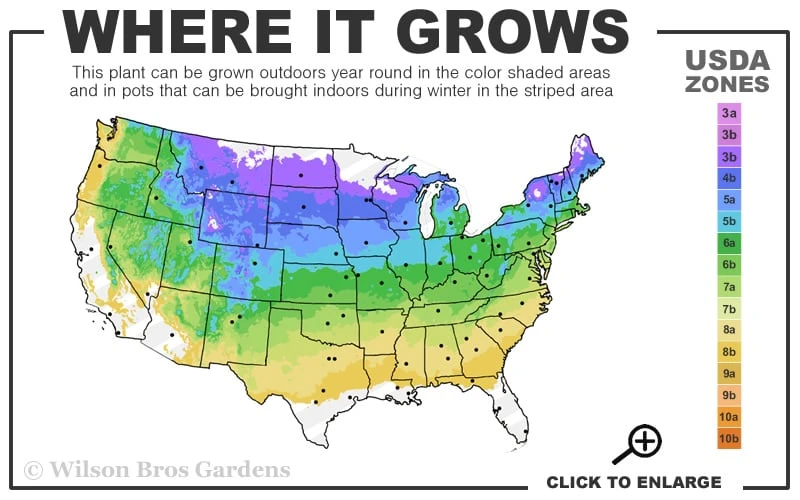 Green Thread Cypress (Chamaecyparis Pisifera Filifera) - 3 Gallon Pot - Image 3