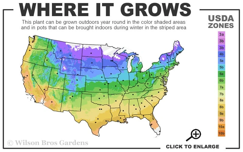 Bald Cypress Tree (Taxodium Distichum) - 1 Gallon Pot - Image 3