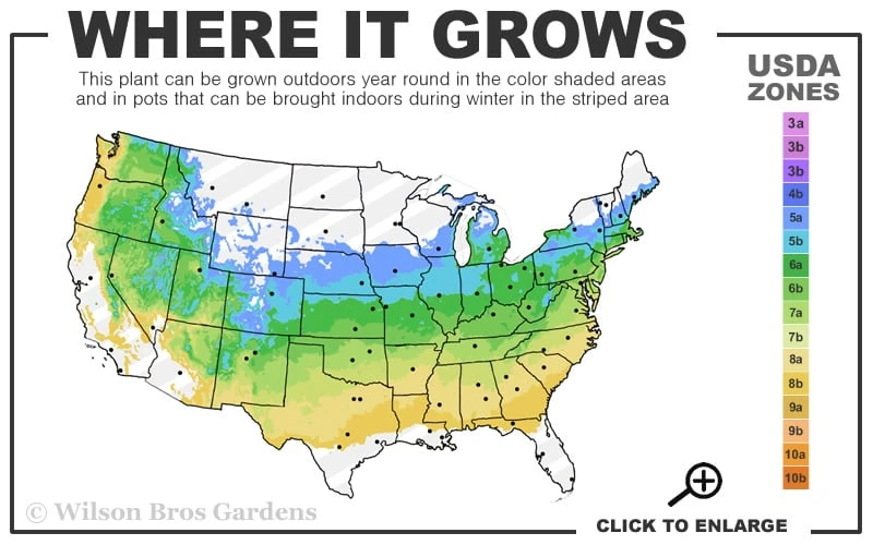 Scarlet Fire Dogwood - Cornus Kousa - 7 Gallon Pot (5-6') - Image 3