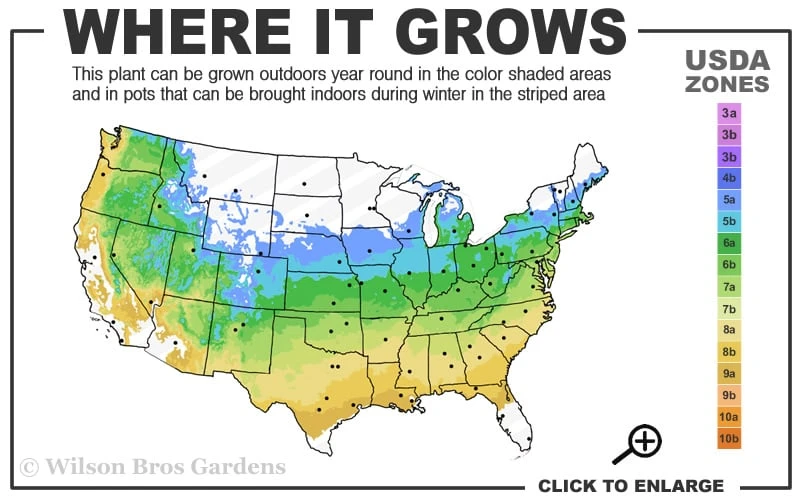 Lions Head Japanese Maple - Acer Palmatum 'Shishigashira' - 3 Gallon Pot - Image 3