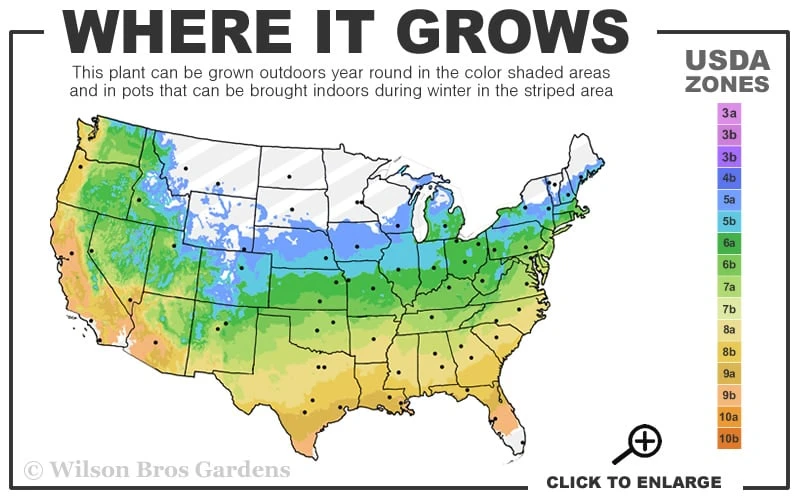 Morning Star Rose Of Sharon (Althea) - Hibiscus Syriacus - 3 Gallon Pot - Image 3