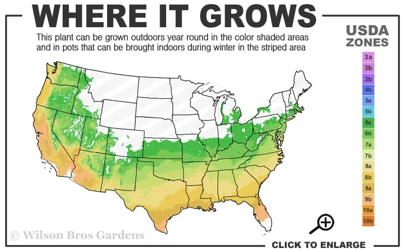 Cherry Dazzle Dwarf Crape Myrtle - 1 Gallon Pot - Image 3