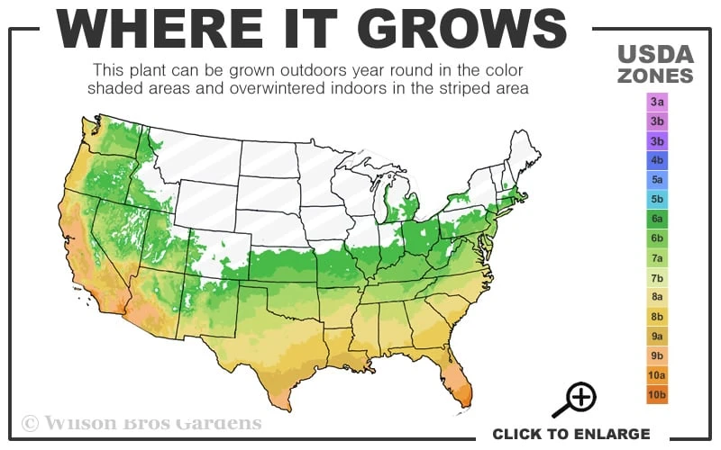 Sarah's Favorite Crape Myrtle - 6 Pack Of 1 Gallon Pots - Image 3