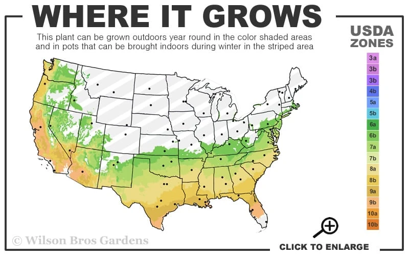 Big O Cold Hardy Eucalyptus Tree (Eucalyptus Neglecta) - 3 Gallon Pot - Image 3