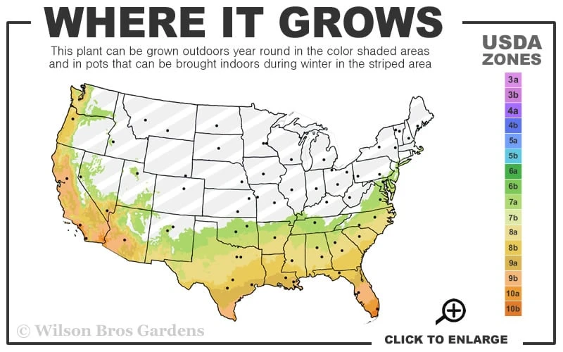 Sheila Cold Hardy Eucalyptus Tree (Eucalyptus Stellulata) - 3 Gallon Pot - Image 3