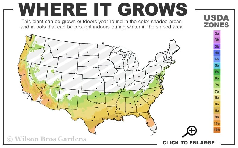 Delta Moonlight Crape Myrtle - 2 Gallon Pot - Image 3