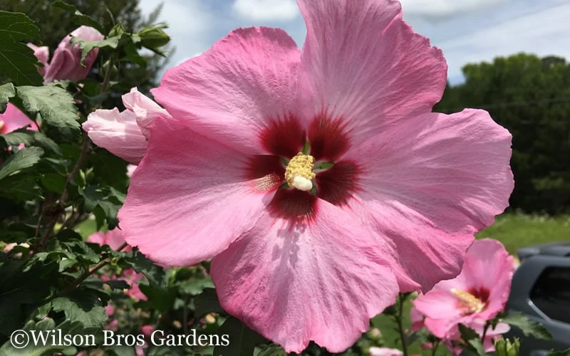 Aphrodite Rose Of Sharon (Althea / Hibiscus) - 3 Gallon Pot - Image 5