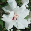 Morning Star Rose Of Sharon (Althea) - Hibiscus Syriacus - 3 Gallon Pot