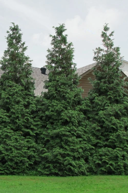 Green Giant Arborvitae - 7 Gallon Pot (5-6') - Image 6