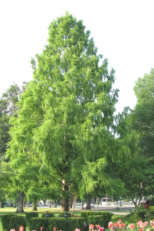 Bald Cypress Tree (Taxodium Distichum) - 1 Gallon Pot - Image 7