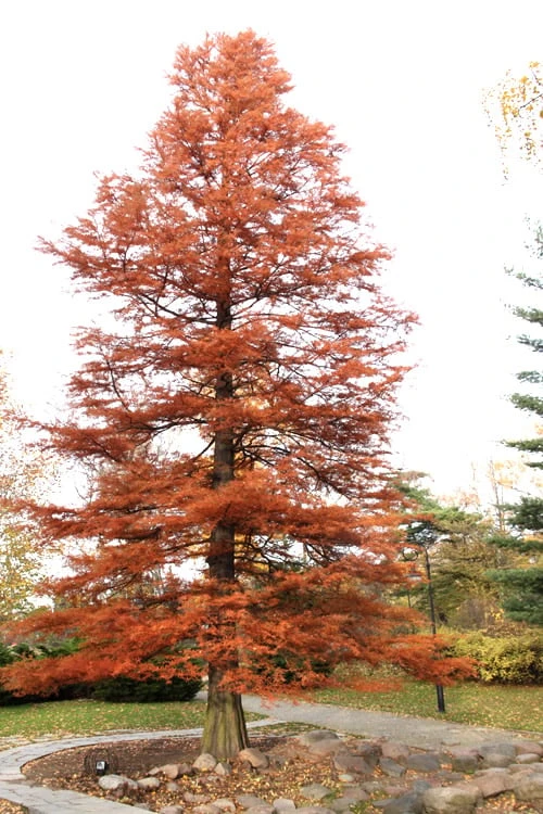 Bald Cypress Tree (Taxodium Distichum) - 1 Gallon Pot - Image 9