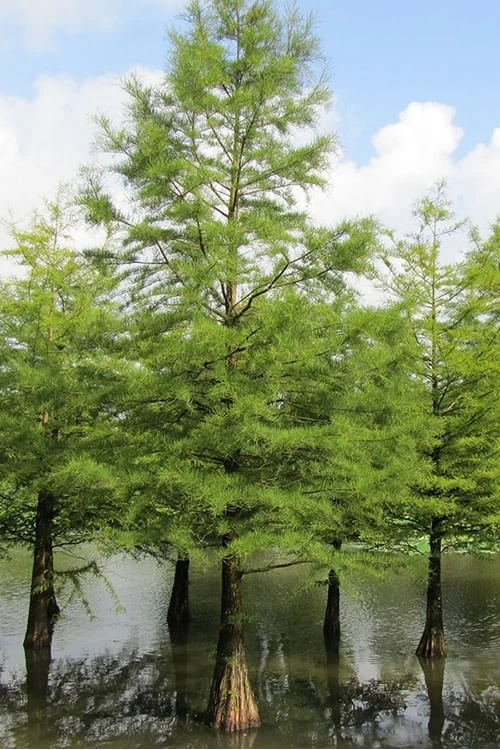 Bald Cypress Tree (Taxodium Distichum) - 1 Gallon Pot - Image 6