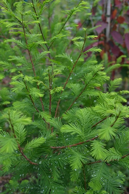 Bald Cypress Tree (Taxodium Distichum) - 1 Gallon Pot - Image 4