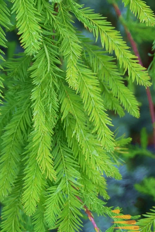 Bald Cypress Tree (Taxodium Distichum) - 1 Gallon Pot - Image 8