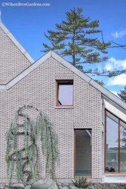 Serpentine Weeping Blue Atlas Cedar - 5 Gallon Pot