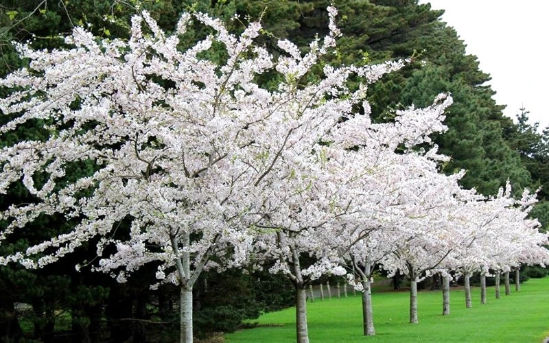 Yoshino Flowering Cherry Tree - 2 Gallon Pot - Image 4