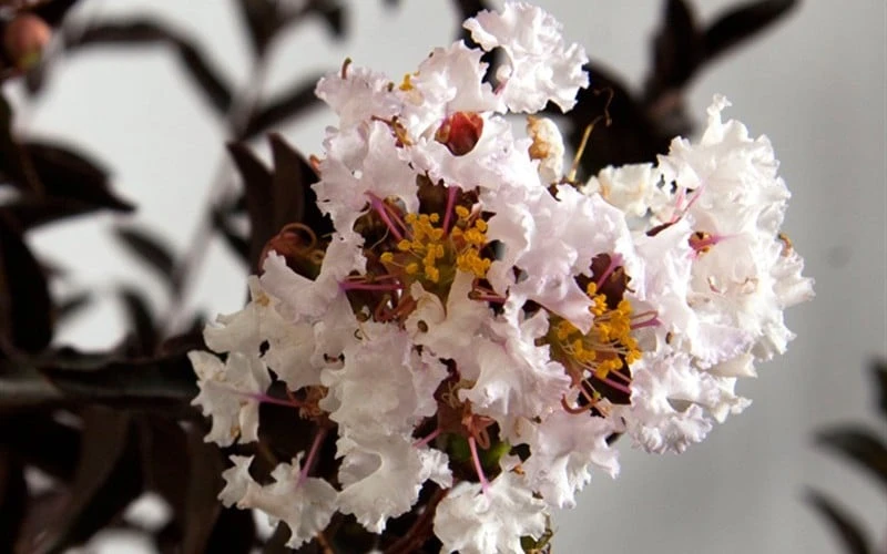 Delta Moonlight Crape Myrtle - 2 Gallon Pot - Image 4