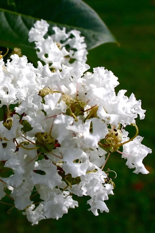 Diamond Dazzle Dwarf Crape Myrtle - 3 Gallon Pot