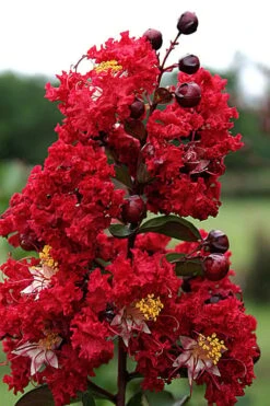 Dynamite Red Crape Myrtle - 1 Gallon Pot