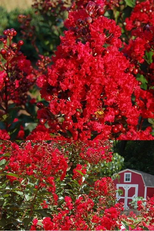 Red Rooster Crape Myrtle - 7 Gallon Pot - Image 4