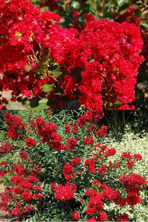 Red Rooster Crape Myrtle - 7 Gallon Pot - Image 5