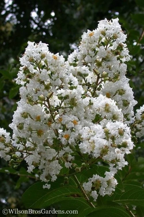 Sarah's Favorite Crape Myrtle - 6 Pack Of 1 Gallon Pots
