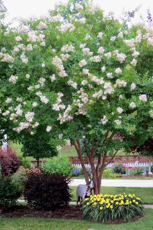 Sarah's Favorite Crape Myrtle - 6 Pack Of 1 Gallon Pots - Image 4