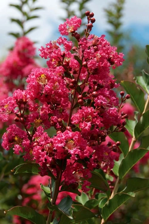Tonto Red Crape Myrtle - 3 Gallon Pot - Image 4