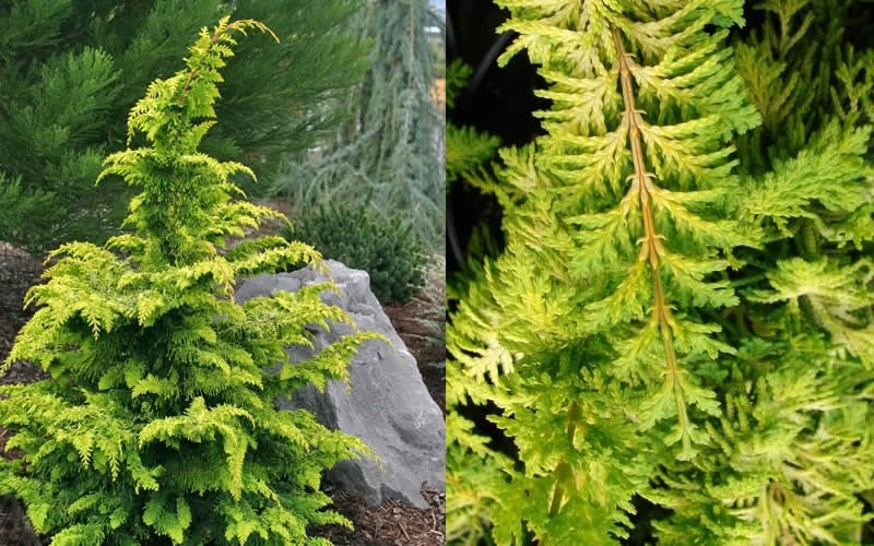 Gold Tip Fernspray Hinoki Cypress - 2 Gallon Pot - Image 4