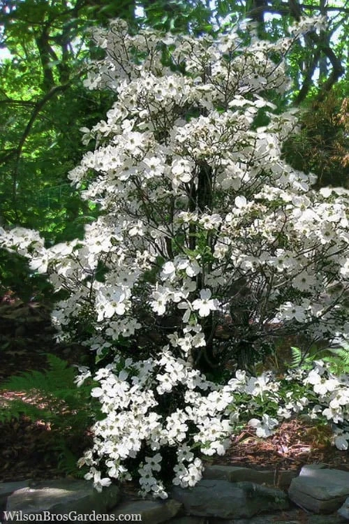 Appalachian Spring White Dogwood - 5 Gallon Pot - Image 4