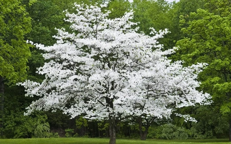 Cherokee Princess White Dogwood - 5 Gallon Pot - Image 4