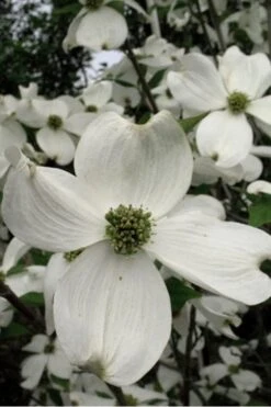 Cherokee Princess White Dogwood - 5 Gallon Pot