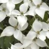 White Kousa Chinese Dogwood - Cornus Kousa - 3 Gallon Pot