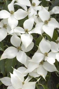 White Kousa Chinese Dogwood - Cornus Kousa - 2 Gallon Pot (4 To 5 Feet Tall)
