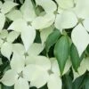 Greensleeves Dogwood - Cornus Kousa - 5 Gallon Pot