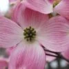 Pink Dogwood Tree - Cornus Florida - 3 Gallon Pot