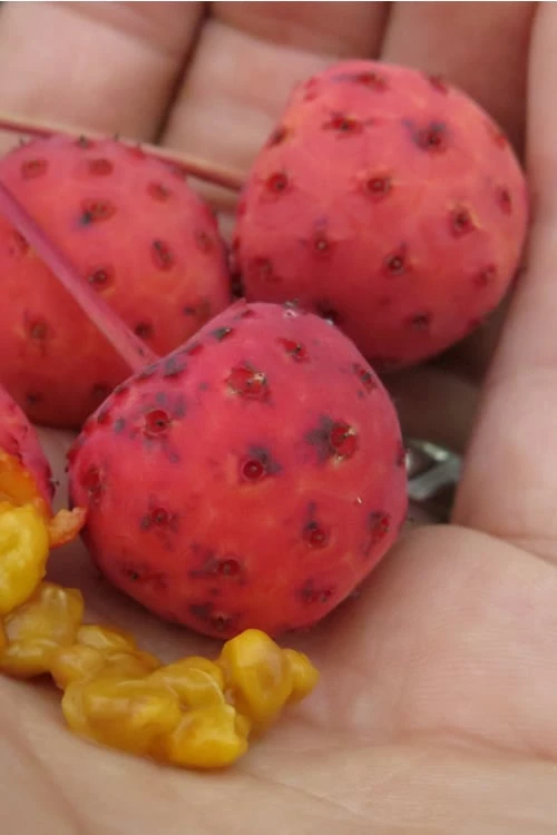 Scarlet Fire Dogwood - Cornus Kousa - 5 Gallon Pot - Image 8