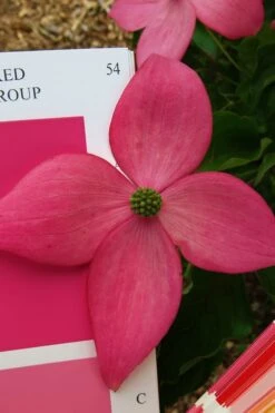 Scarlet Fire Dogwood (Cornus Kousa) - 1 Gallon Pot