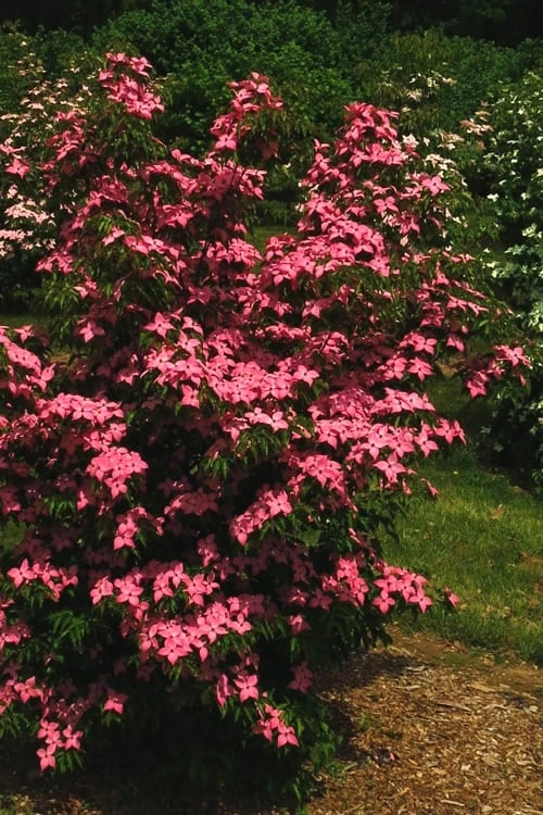 Scarlet Fire Dogwood - Cornus Kousa - 5 Gallon Pot - Image 7