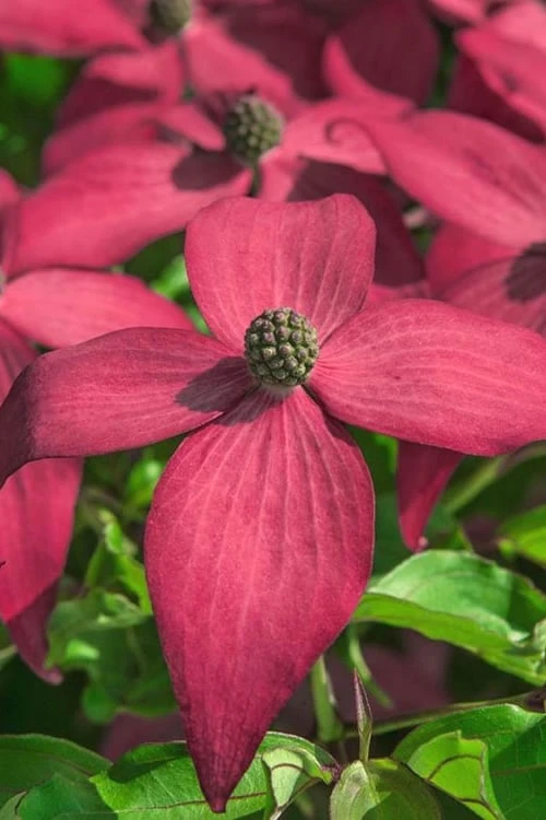 Scarlet Fire Dogwood - Cornus Kousa - 7 Gallon Pot (5-6') - Image 5