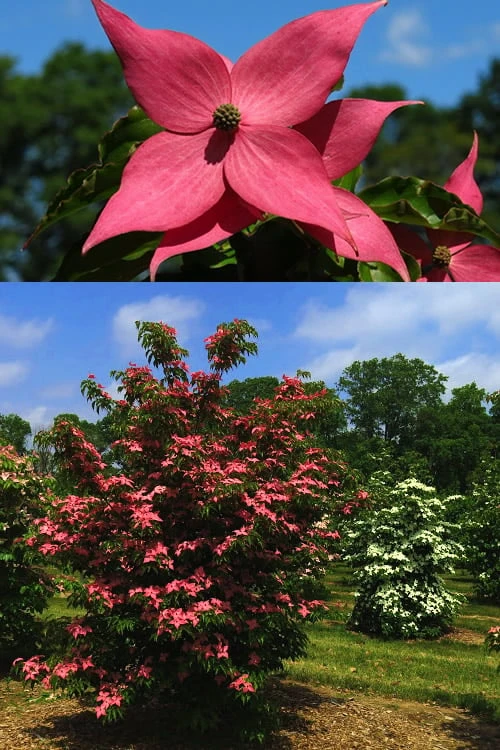 Scarlet Fire Dogwood - Cornus Kousa - 5 Gallon Pot - Image 6