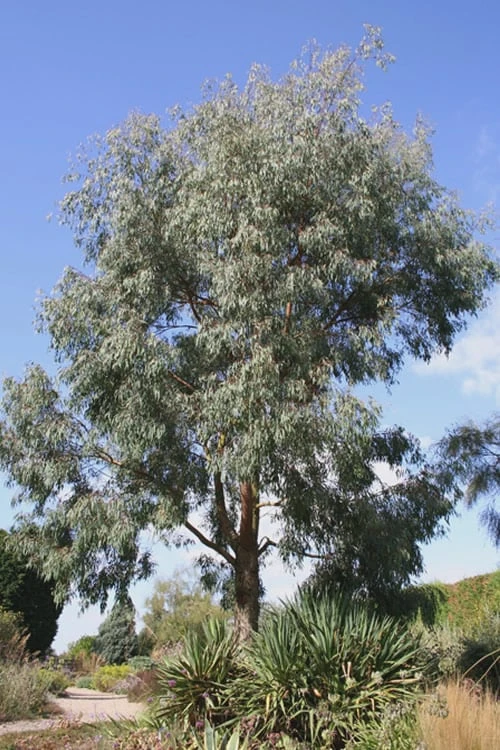 Angus Cold Hardy Eucalyptus Tree (Eucalyptus Nicholii) - 5 Gallon Pot - Image 7
