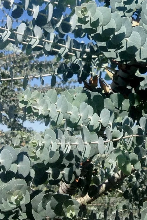Bluey Cold Hardy Eucalyptus Tree (Eucalyptus Pulverulenta) - 2 Gallon Pot - Image 5