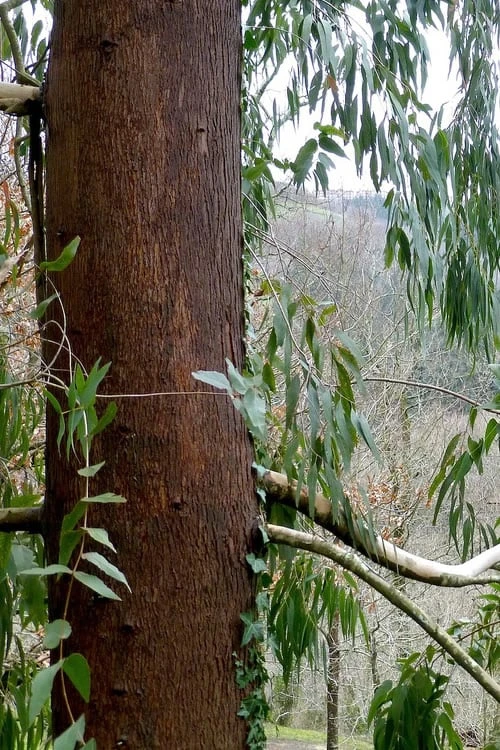 Jersey Girl Cold Hardy Eucalyptus Tree (Eucalyptus Macarthurii) - Quart Pot - Image 8