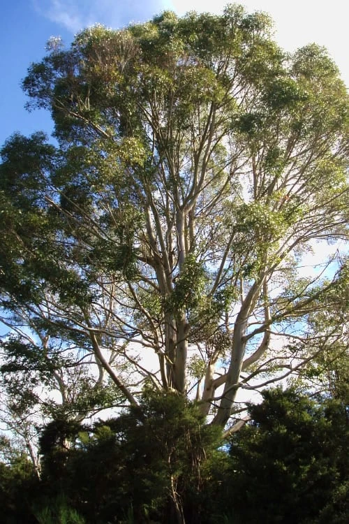 Jersey Girl Cold Hardy Eucalyptus Tree (Eucalyptus Macarthurii) - Quart Pot - Image 5