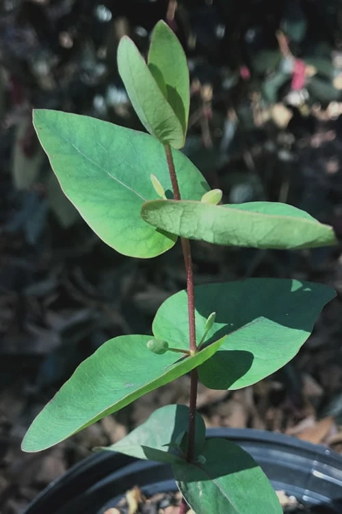 Jersey Girl Cold Hardy Eucalyptus Tree (Eucalyptus Macarthurii) - Quart Pot - Image 7