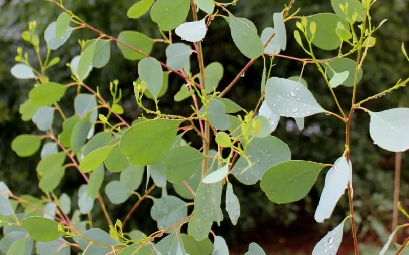 Lucky Country Cold Hardy Eucalyptus Tree (Eucalyptus Camphora) - 5 Gallon Pot - Image 4