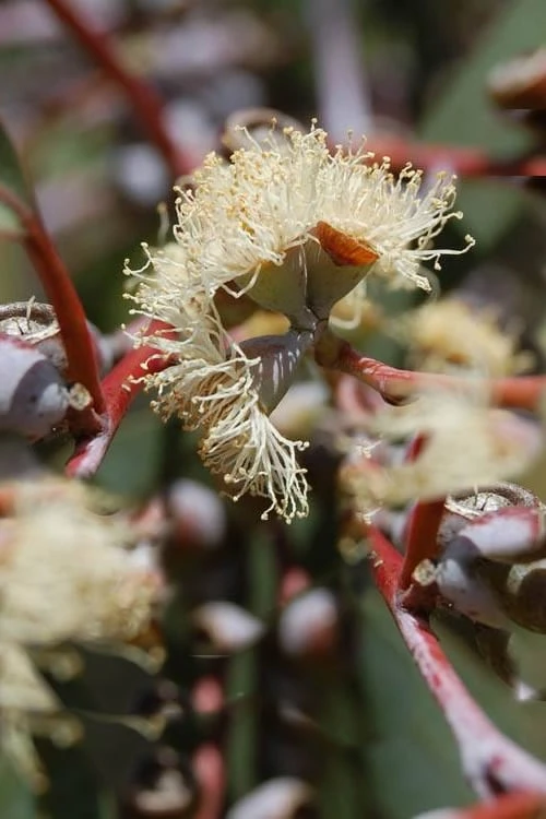 Luna Cold Hardy Eucalyptus Tree (Eucalyptus Perriniana) - Quart Pot - Image 5
