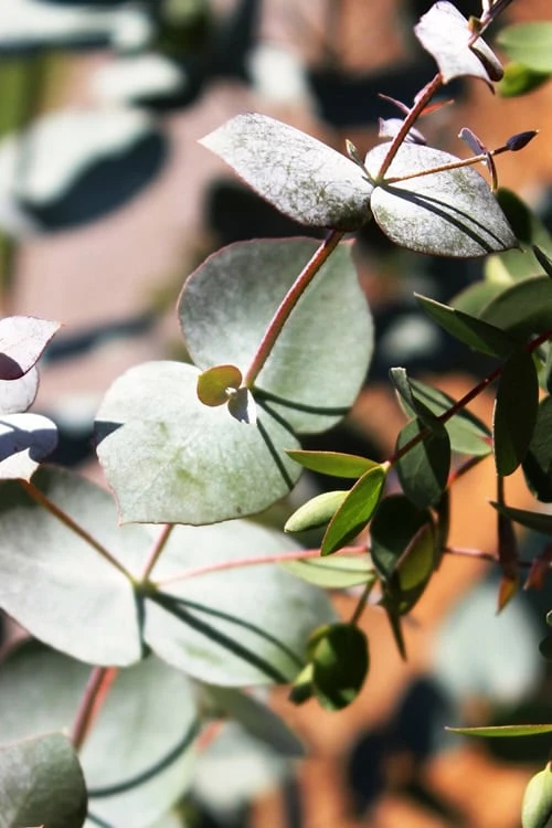 Maggie Cold Hardy Eucalyptus Tree (Eucalyptus Nova Anglica) - Quart Pot - Image 6